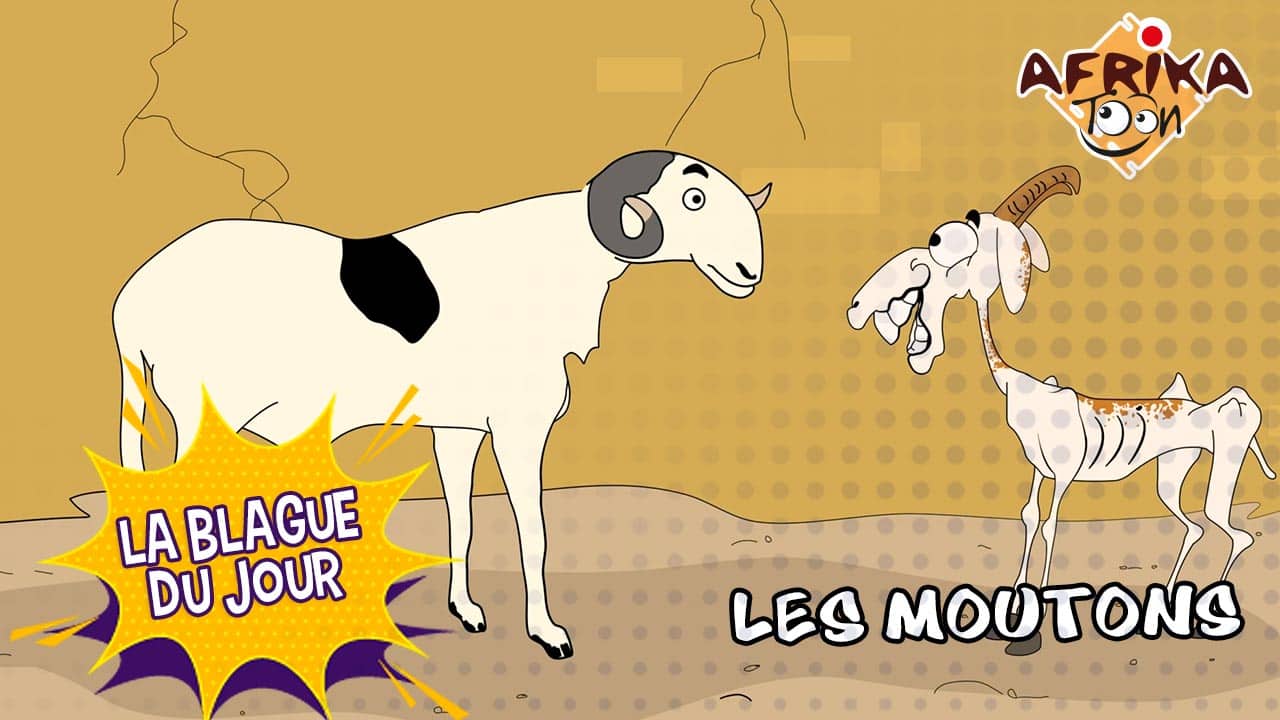 Les moutons | La blague du jour